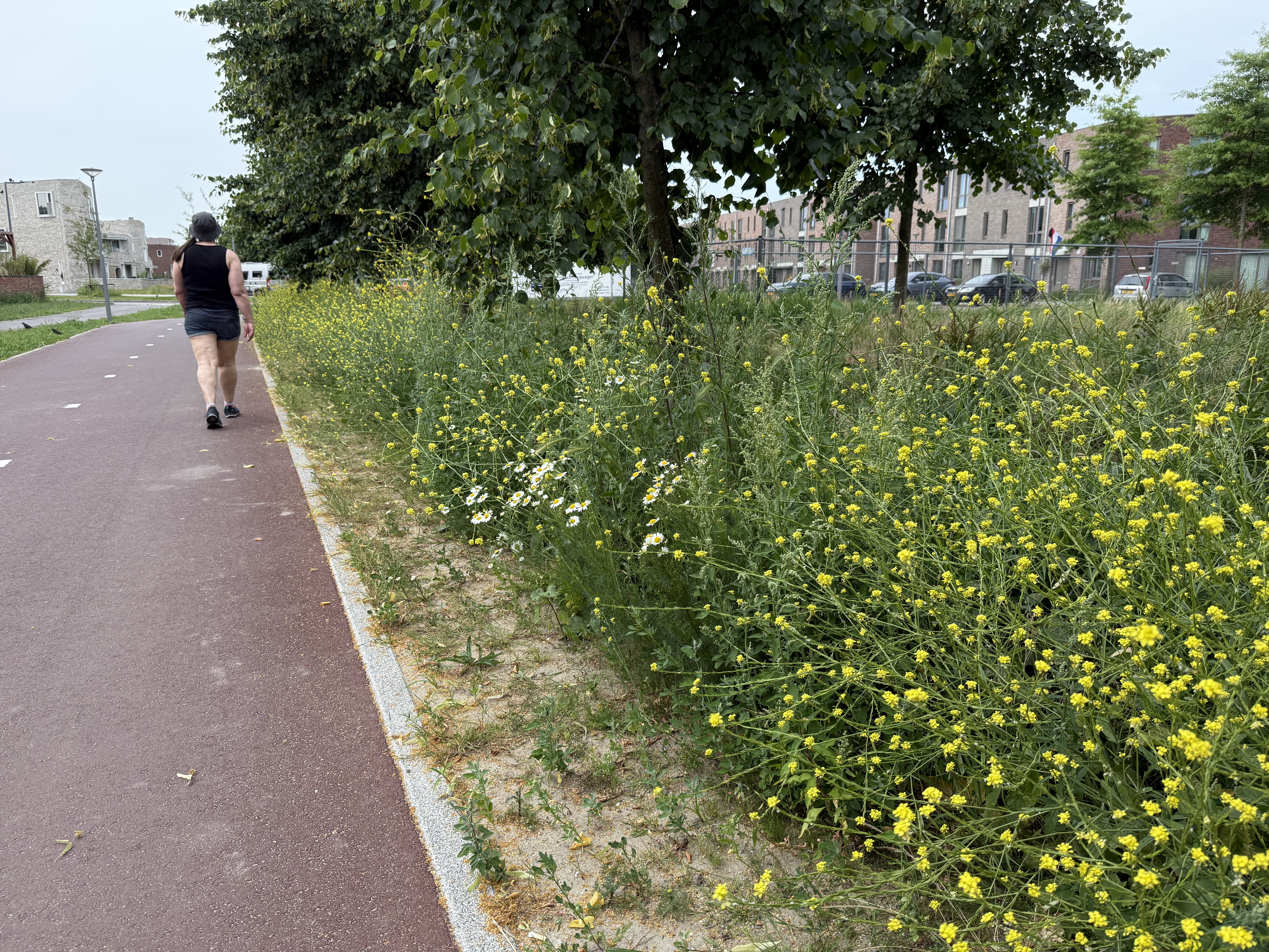 Een andere houding en esthetiek voor ons ‘stadsgroen’