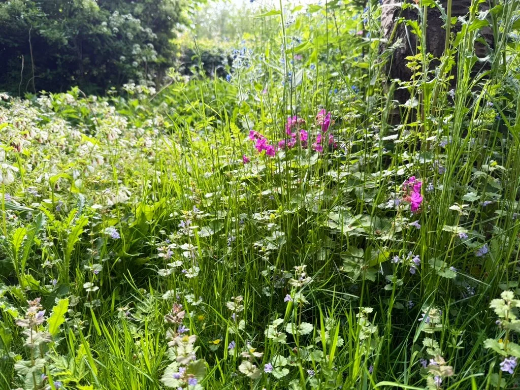 Samen werken aan een natuurinclusief Rotterdam! Doe je mee?